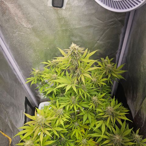 Royal Runtz Automatic growlog in Growbox