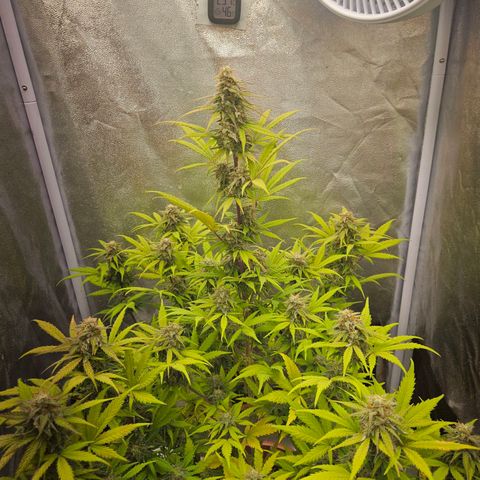 Royal Runtz Automatic growlog timeline photo