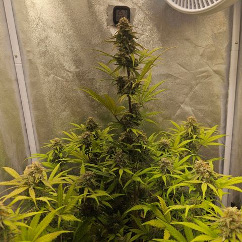 Royal Runtz Automatic growlog timeline photo