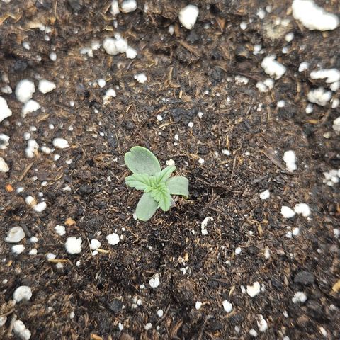 Hyperion growlog timeline photo