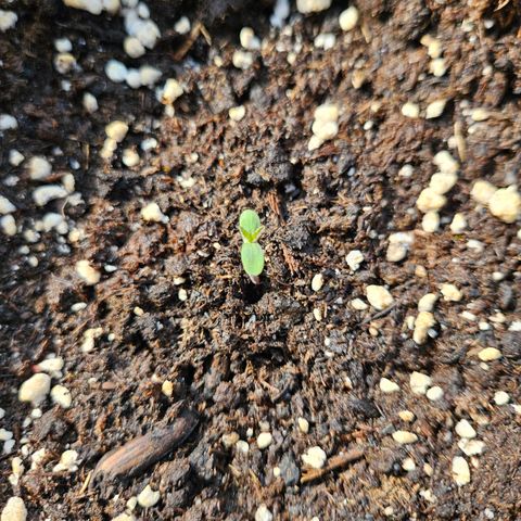 Hyperion growlog timeline photo
