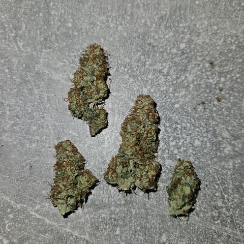 Royal Runtz Automatic growlog photo: Es sind genau 30g trocken gewesen 