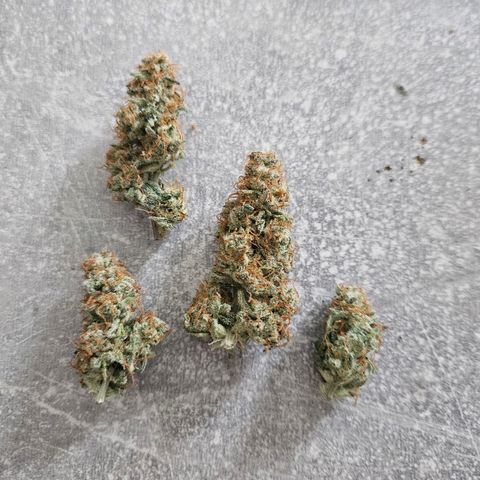 Royal Runtz Automatic growlog photo: Es sind genau 30g trocken gewesen 