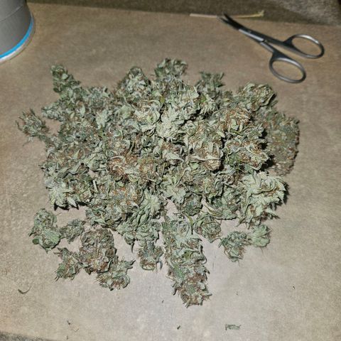 Royal Runtz Automatic growlog photo: Es sind genau 30g trocken gewesen 