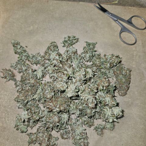 Royal Runtz Automatic growlog photo: Es sind genau 30g trocken gewesen 