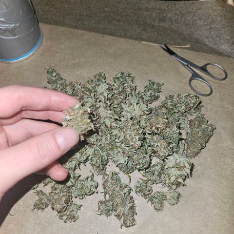 Royal Runtz Automatic growlog photo: Es sind genau 30g trocken gewesen 
