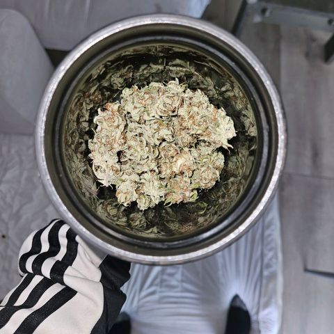 Royal Runtz Automatic growlog photo: Es sind genau 30g trocken gewesen 