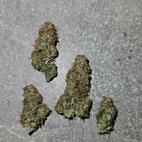 Royal Runtz Automatic growlog photo: Es sind genau 30g trocken gewesen 