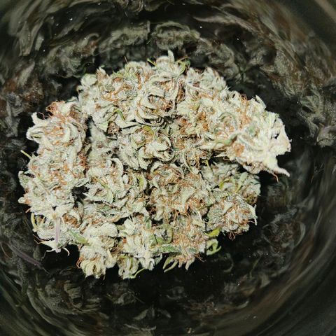 Royal Runtz Automatic growlog photo: Es sind genau 30g trocken gewesen 
