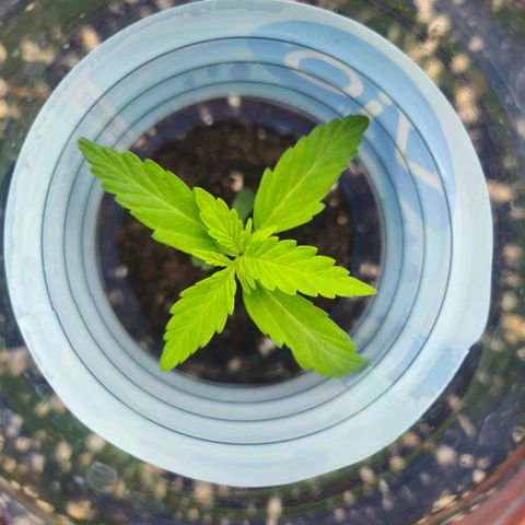 Hyperion growlog timeline photo