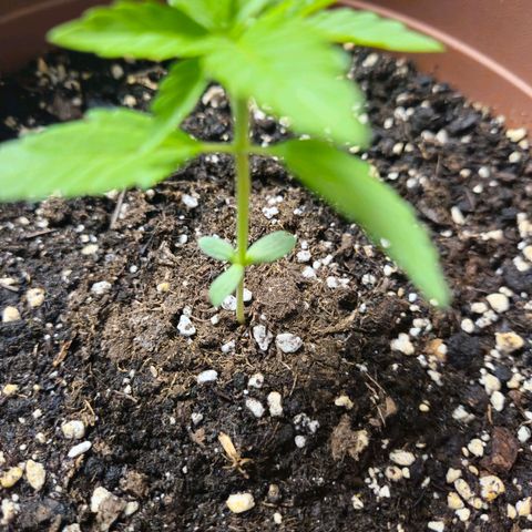 Hyperion growlog timeline photo