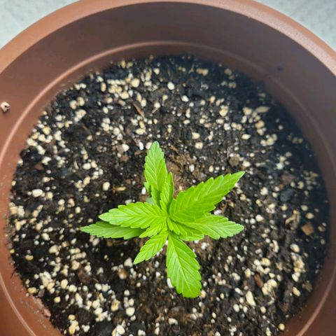 Hyperion growlog timeline photo