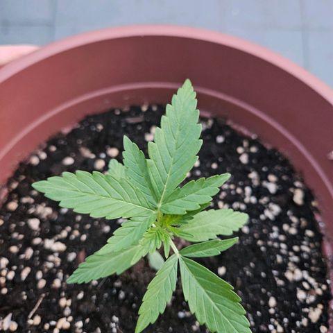 Hyperion growlog timeline photo