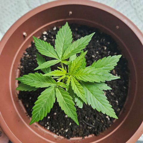Hyperion growlog timeline photo