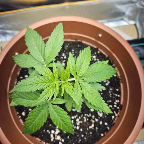 Hyperion growlog timeline photo