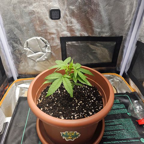 Hyperion growlog timeline photo
