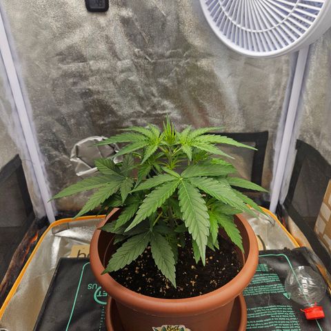 Hyperion growlog timeline photo