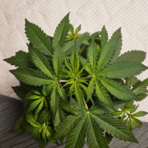 Hyperion growlog timeline photo