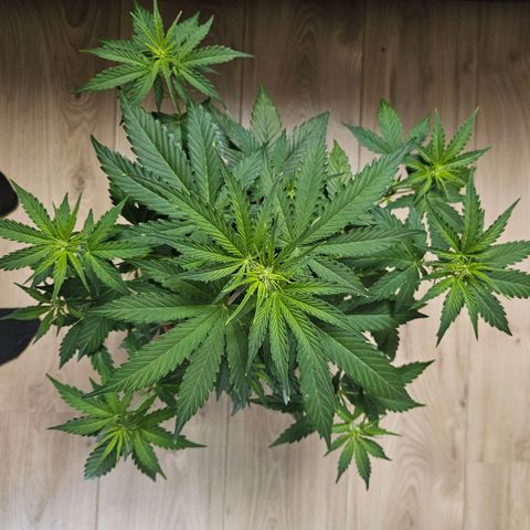 Hyperion growlog timeline photo