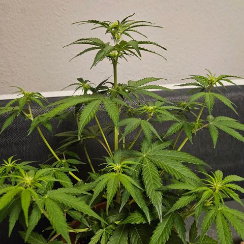 Hyperion growlog timeline photo
