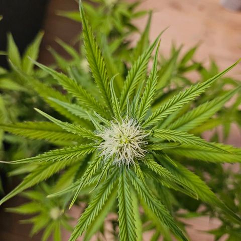 Hyperion growlog timeline photo