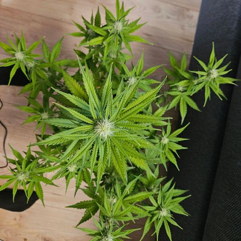 Hyperion growlog timeline photo