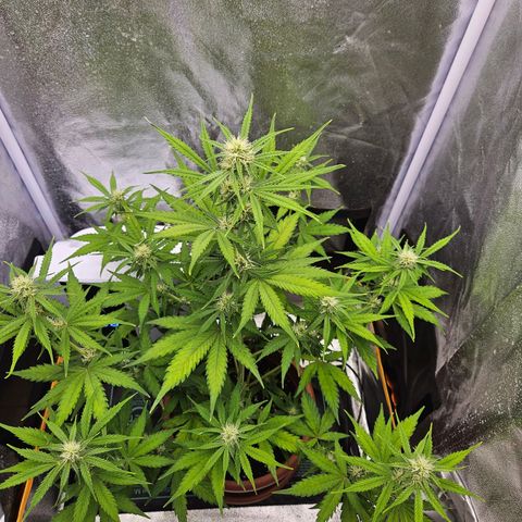 Hyperion growlog timeline photo