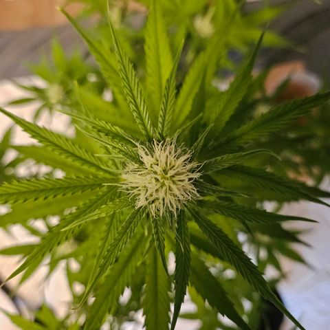 Hyperion growlog timeline photo
