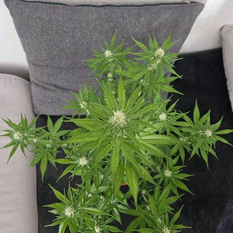 Hyperion growlog timeline photo