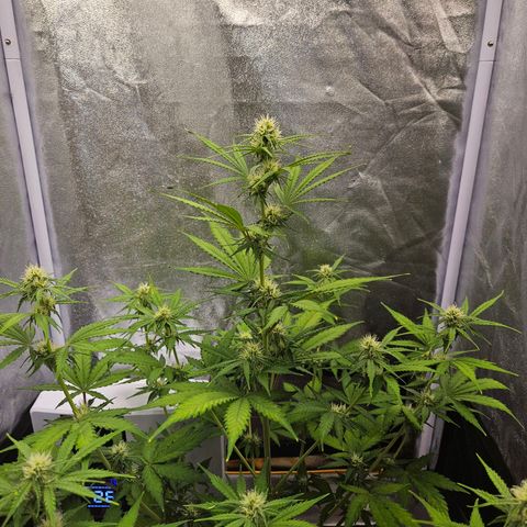 Hyperion growlog timeline photo