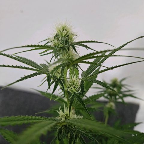Hyperion growlog timeline photo