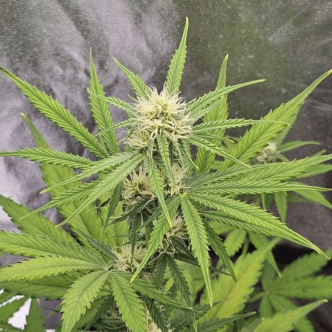 Hyperion growlog timeline photo
