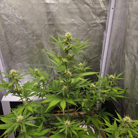 Hyperion growlog timeline photo