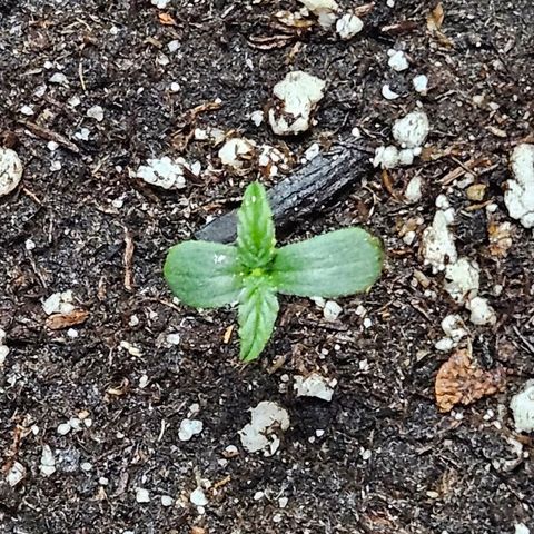 Royal Cookies Automatic growlog timeline photo