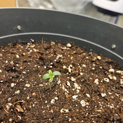Royal Cookies Automatic growlog timeline photo