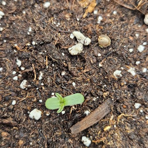 Royal Cookies Automatic growlog timeline photo