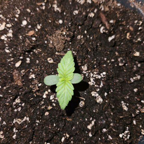 Royal Cookies Automatic growlog timeline photo