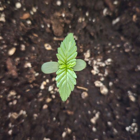 Royal Cookies Automatic growlog timeline photo