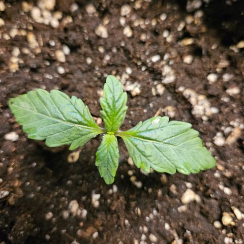 Royal Cookies Automatic growlog timeline photo