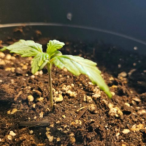 Royal Cookies Automatic growlog timeline photo