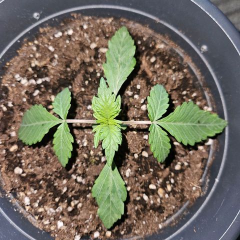 Royal Cookies Automatic growlog timeline photo