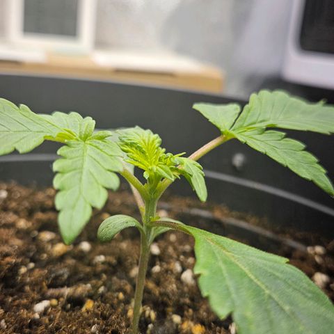Royal Cookies Automatic growlog timeline photo