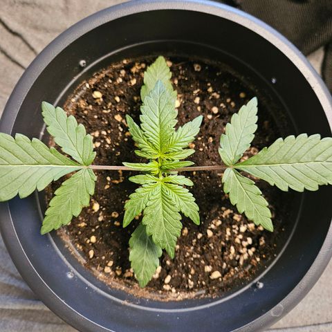 Royal Cookies Automatic growlog timeline photo