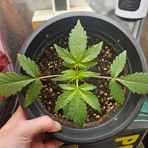 Royal Cookies Automatic growlog timeline photo