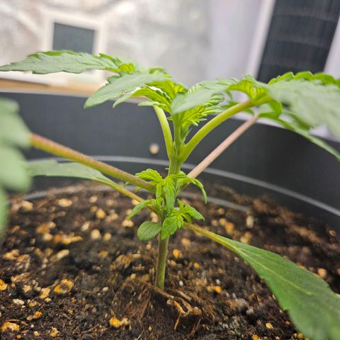 Royal Cookies Automatic growlog timeline photo