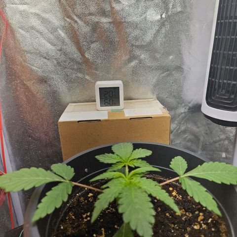 Royal Cookies Automatic growlog timeline photo