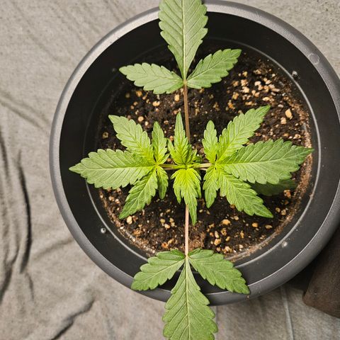 Royal Cookies Automatic growlog timeline photo