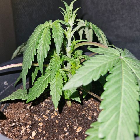 Royal Cookies Automatic growlog timeline photo