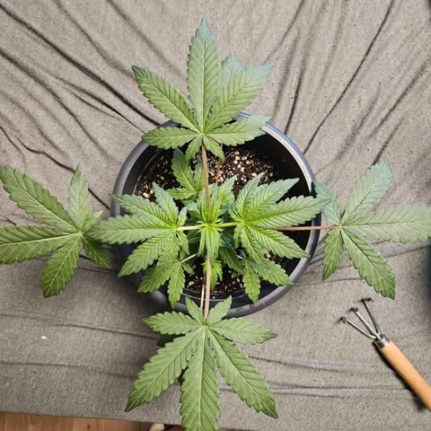 Royal Cookies Automatic growlog timeline photo
