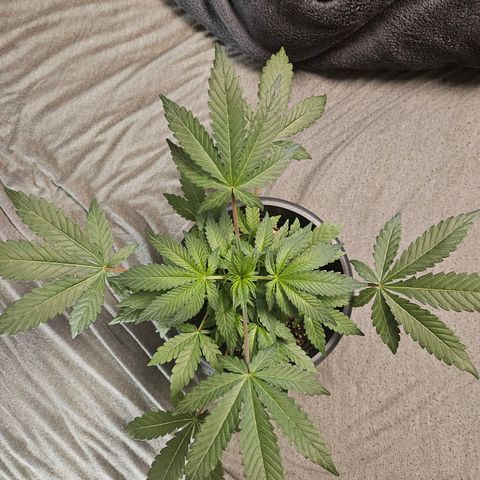 Royal Cookies Automatic growlog timeline photo